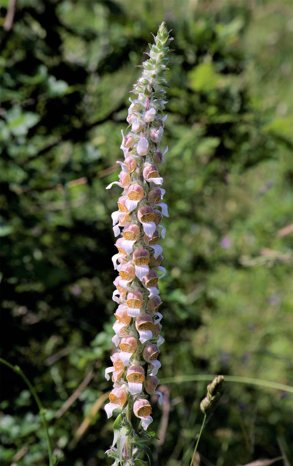 200 GRECIAN FOXGLOVE Wooly Digitalis Lanata Hummingbird White Yellow Flower Seed