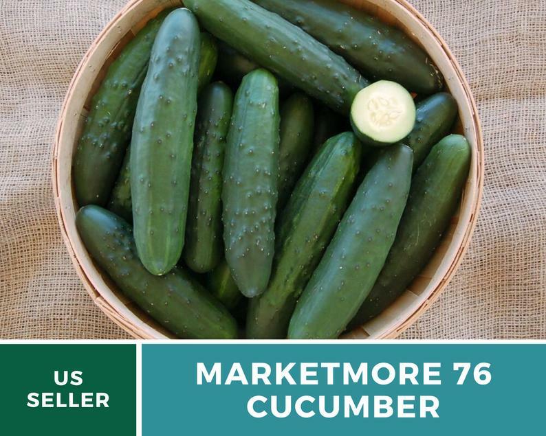 Cucumber, Marketmore 76 – 30 Seeds – Heirloom – GMO Free