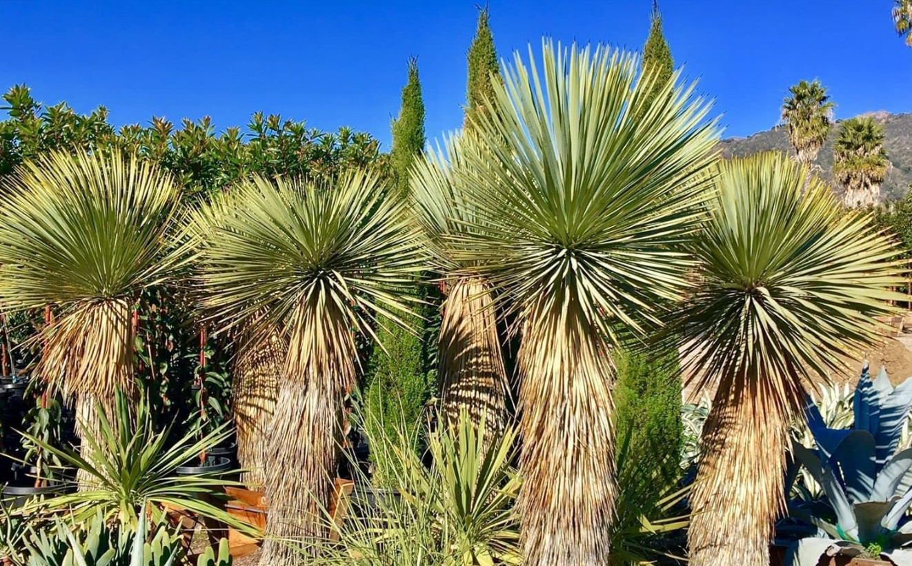 Live Yucca Rostrata ‘Silver Select’ Plant – 3 Gal Pot – No Ship to CA