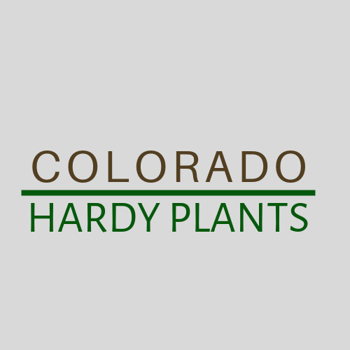 Yucca Glauca (Soapweed Yucca, Prairie, Spanish Bayonet, Bear Grass)