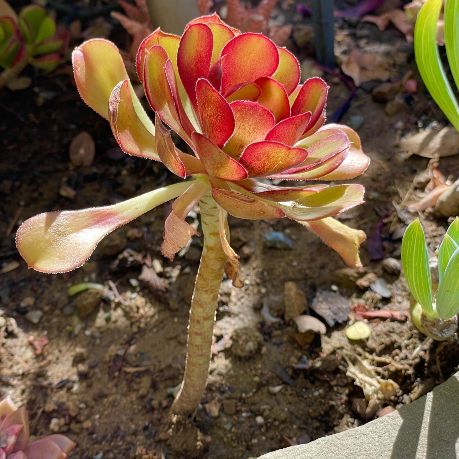 Rare Aeonium Blushing Beauty Healthy Live Plant Unrooted Succulent Cutting 3-4″