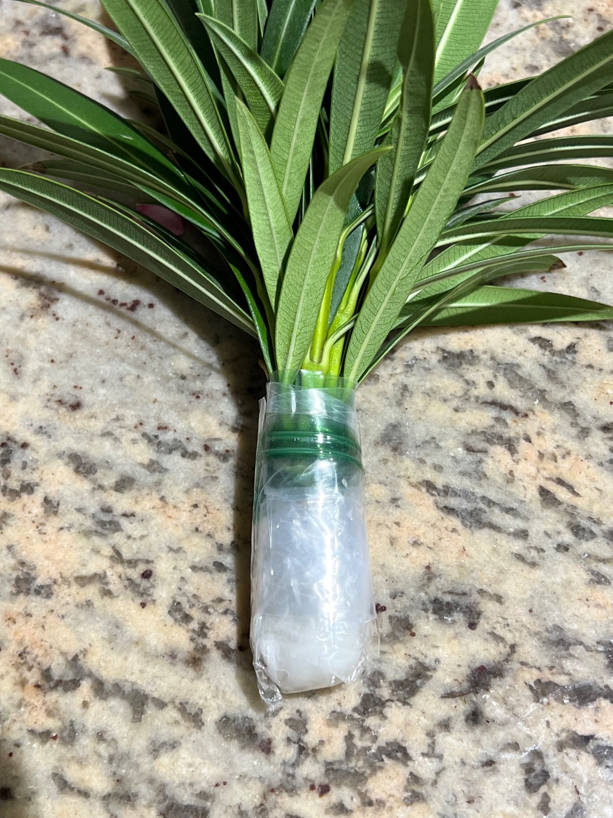 Oleander ‘WHITE’ – 10 live plant cuttings – NO ROOTS or POT -SUPER RARE