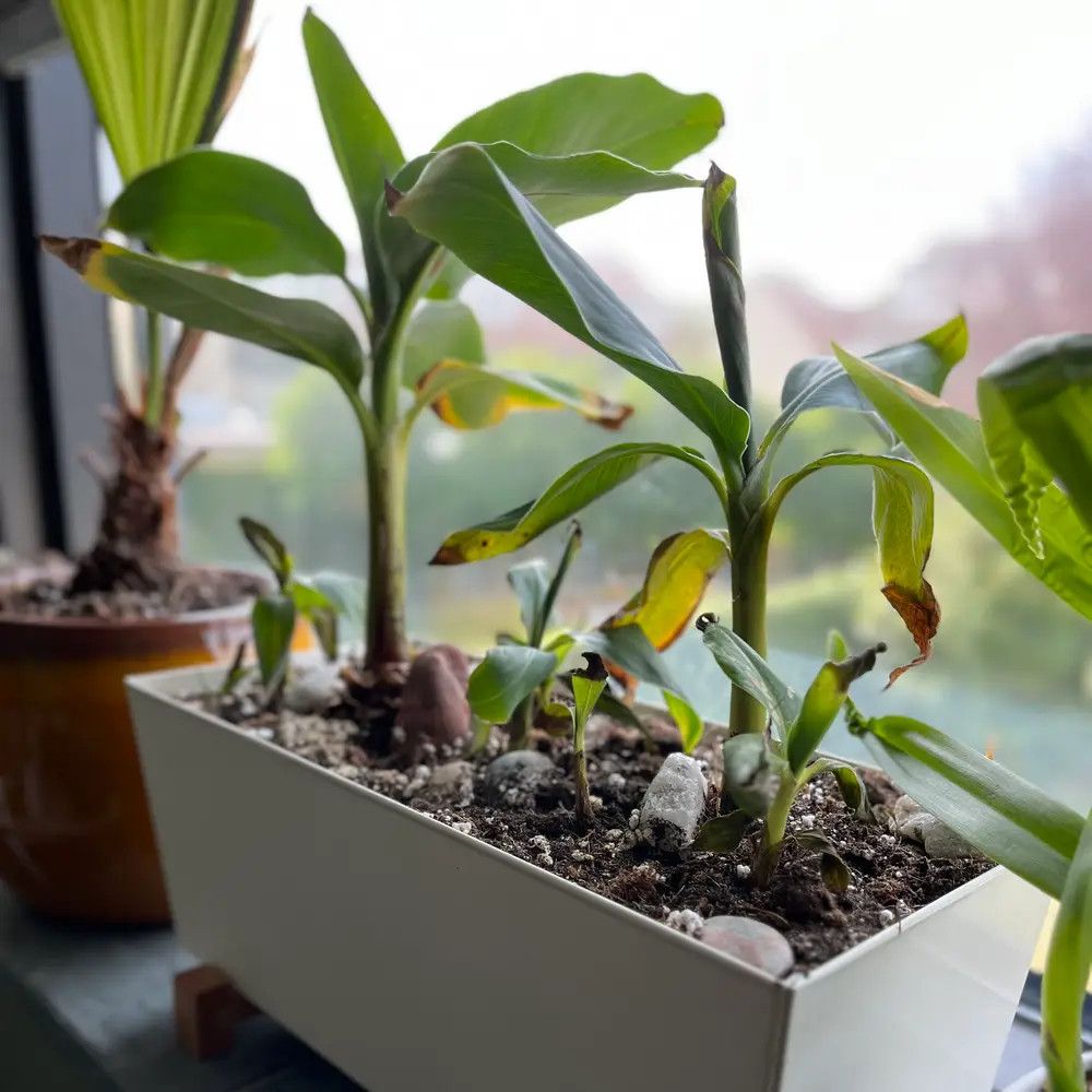 1 Lakatan Banana Tree Musa acuminata Starter Plug