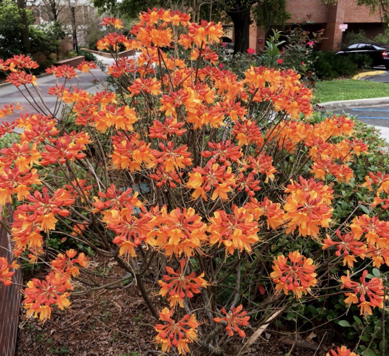 Stonewall Jackson Azalea Rhododendron~Rooted Starter Plant~DORMANT Fall Winter