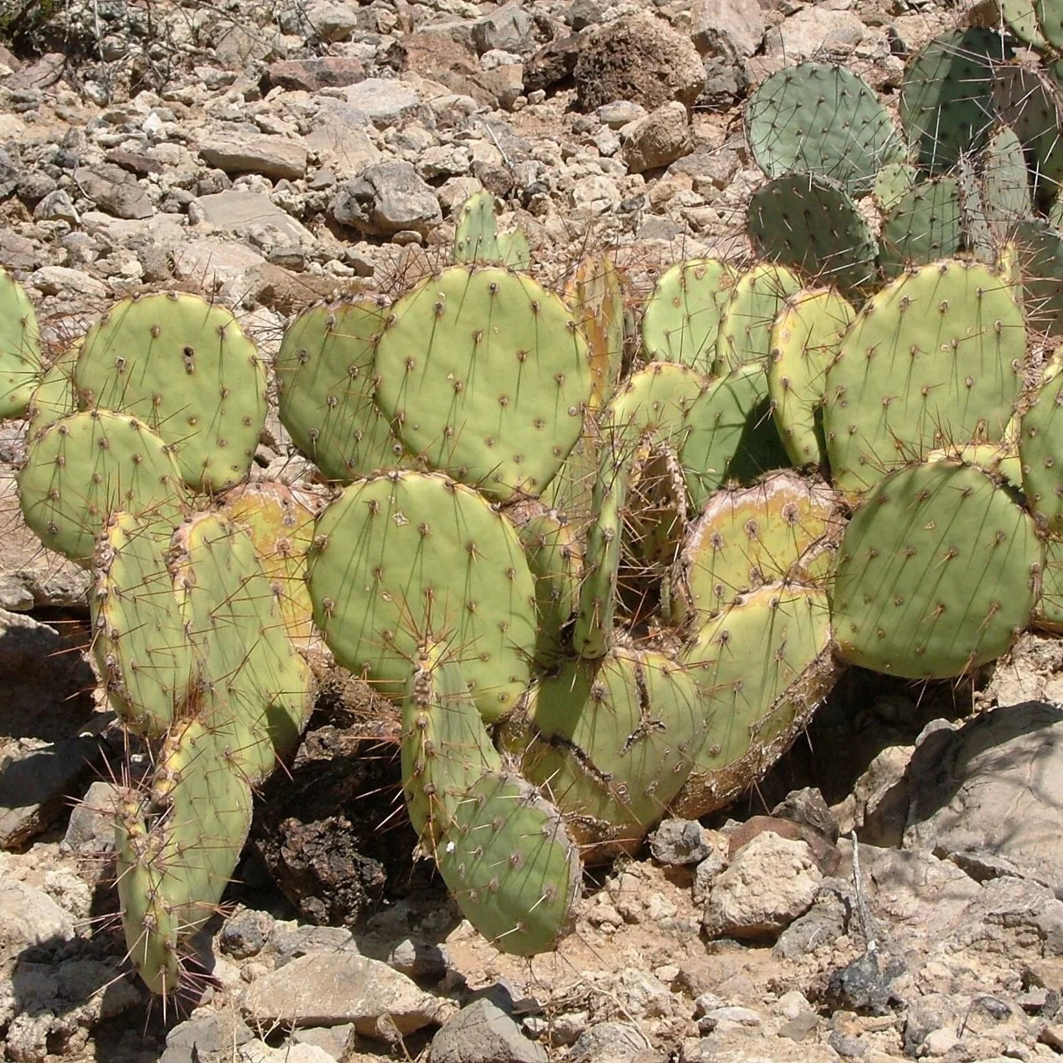 Prickly Pear Cactus ‘Grand Canyon’ (O. dulcis x) COLD HARDY