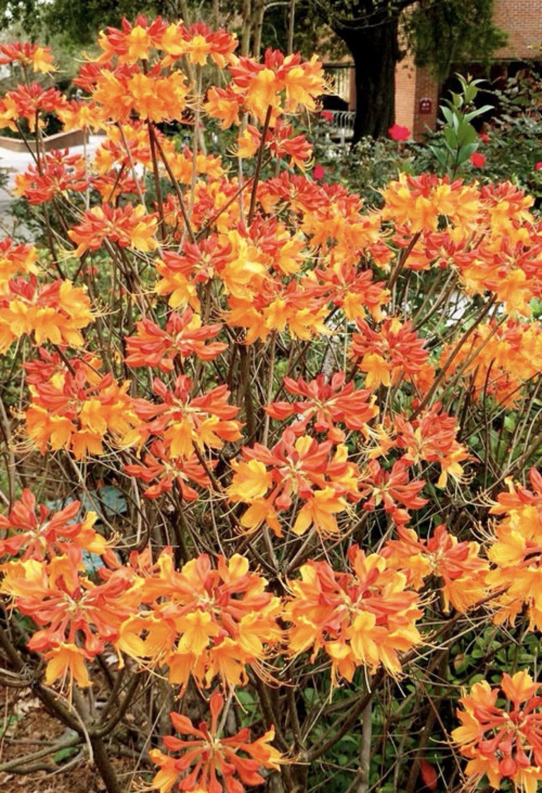 Stonewall Jackson Azalea Rhododendron~Rooted Starter Plant~DORMANT Fall Winter