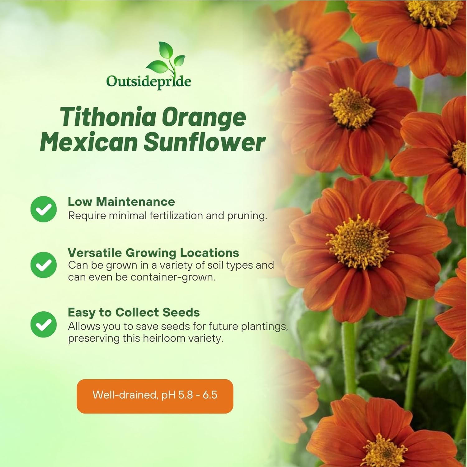 500 Seeds Orange Mexican Sunflower Seeds For Planting | Tithonia Speciosa