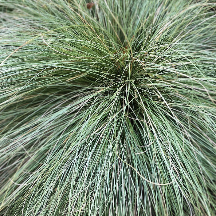 Deer Muhly Grass Live Plant – 1 Gallon – Drought-Tolerant Native Grass