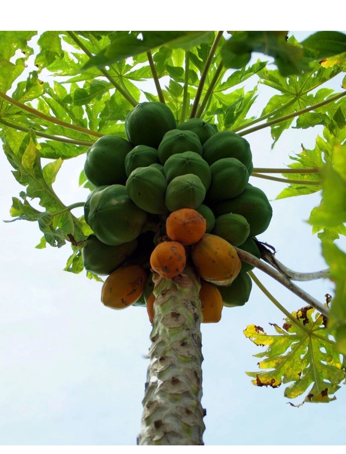 🟡Dwarf Solo Waimanalo Papaya Seeds 25ct 🌴Hawaiian Fast Fruit Houseplant