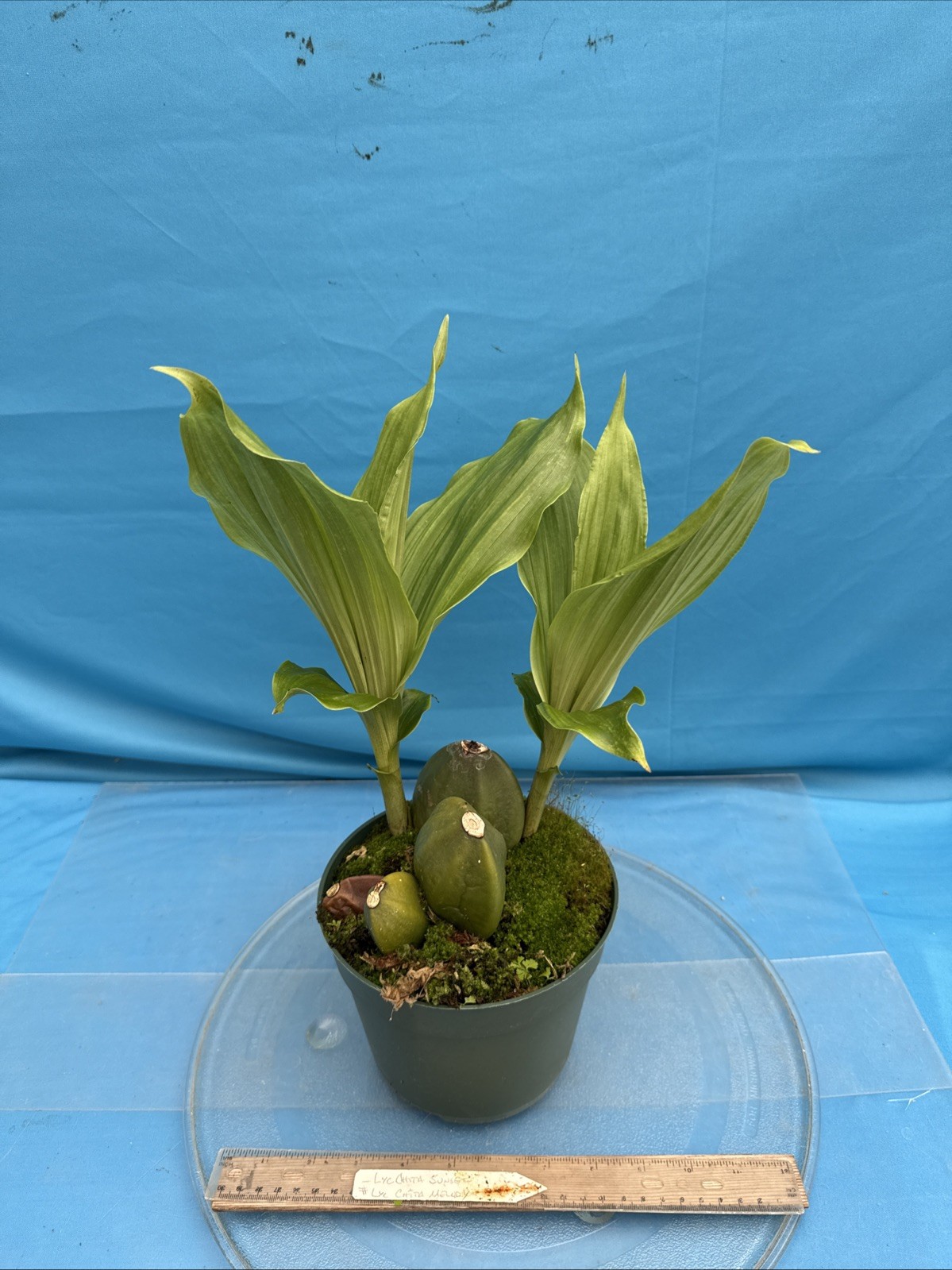 Lycaste Chita Sunset x Cita Melody Pink Red 2 New Growths Orchid Hybrid 7” Pot