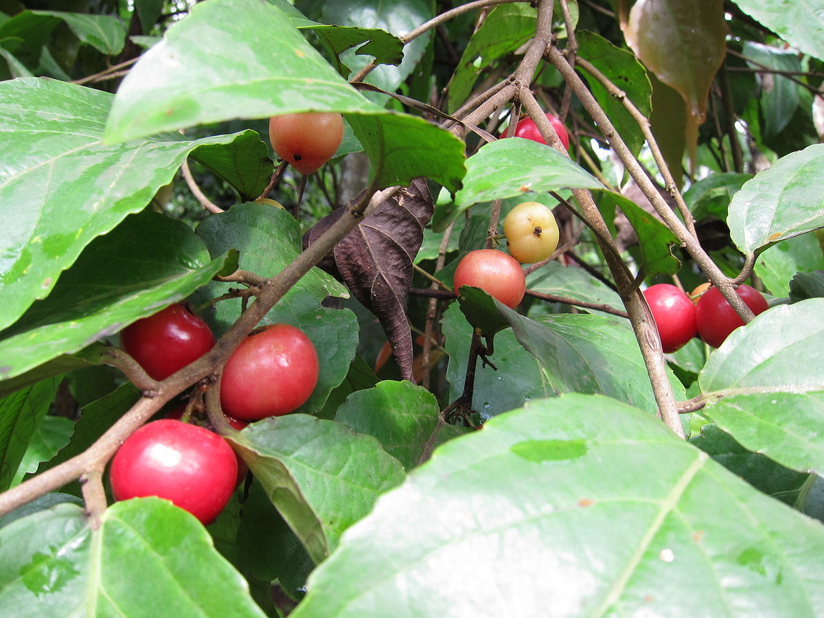 Flacourtia jangomas INDIAN COFFEE PLUM TREE Seeds!