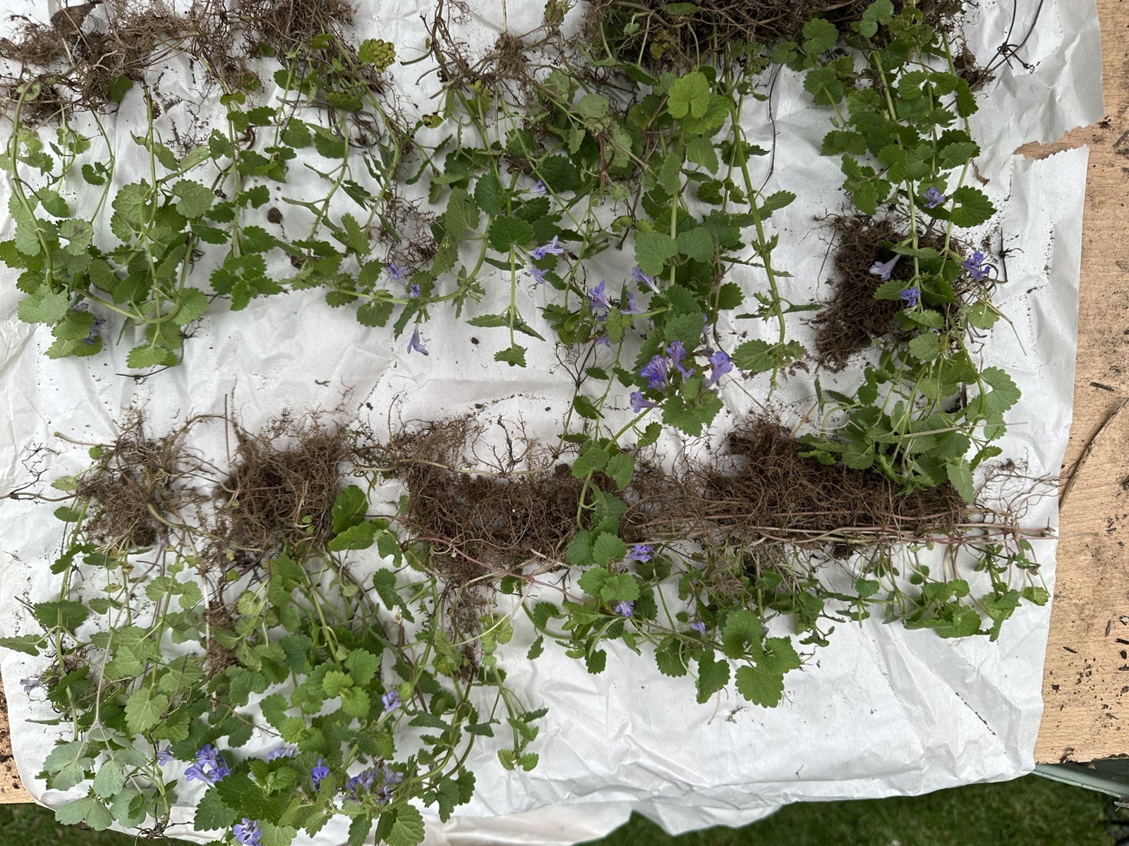 Creeping Charlie Plant Evergreen GROUND IVY Glechoma Hederacea live vine plant