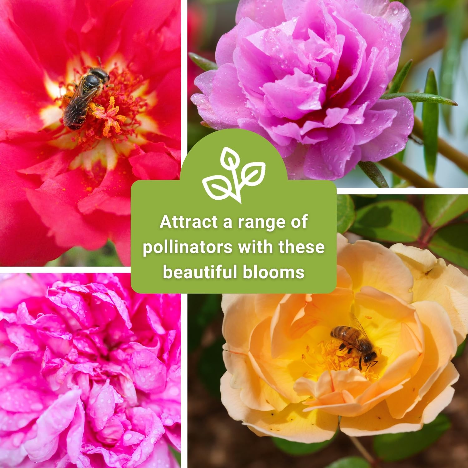 Sow Right Seeds – Moss Rose for Planting – Portulaca Grandiflora Mix
