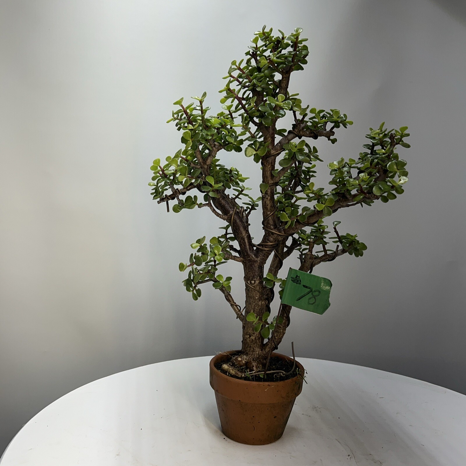 Dwarf, Jade Bonsai 22” Top Bonsai Pot Informal Upright indoors , 3.5”Root Base
