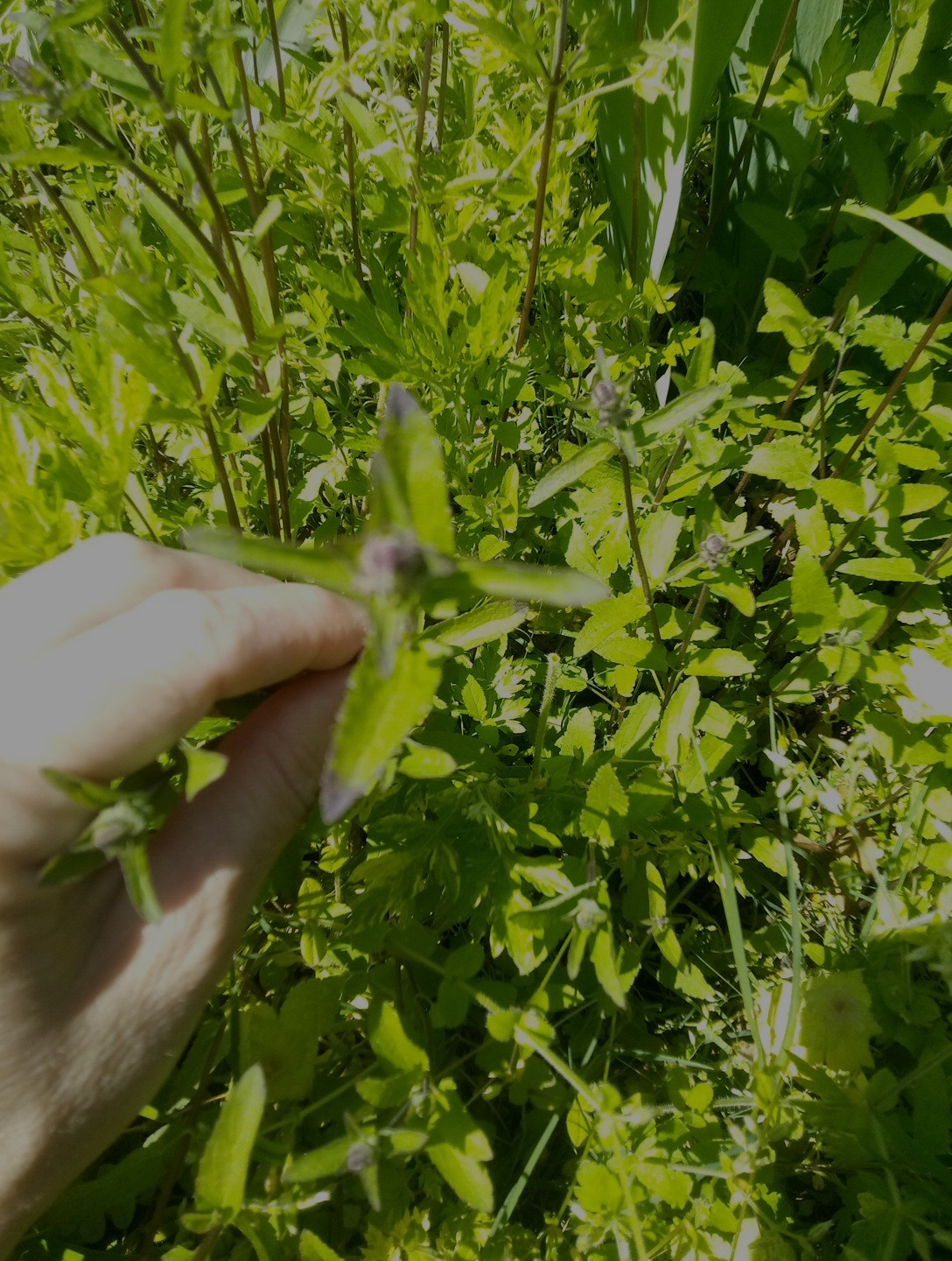 10 Florida Betony (Stachys floridana) Root Tubers- Freshly Dug & Ready To Plant