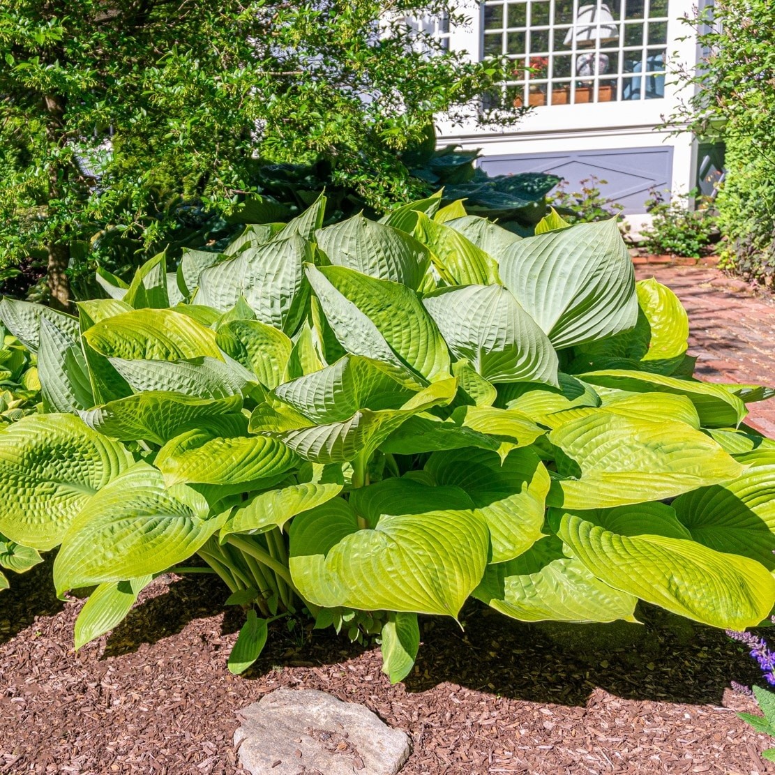 Granny s Green Giant Hosta Plants – 3, 6 or 12 Bare Roots
