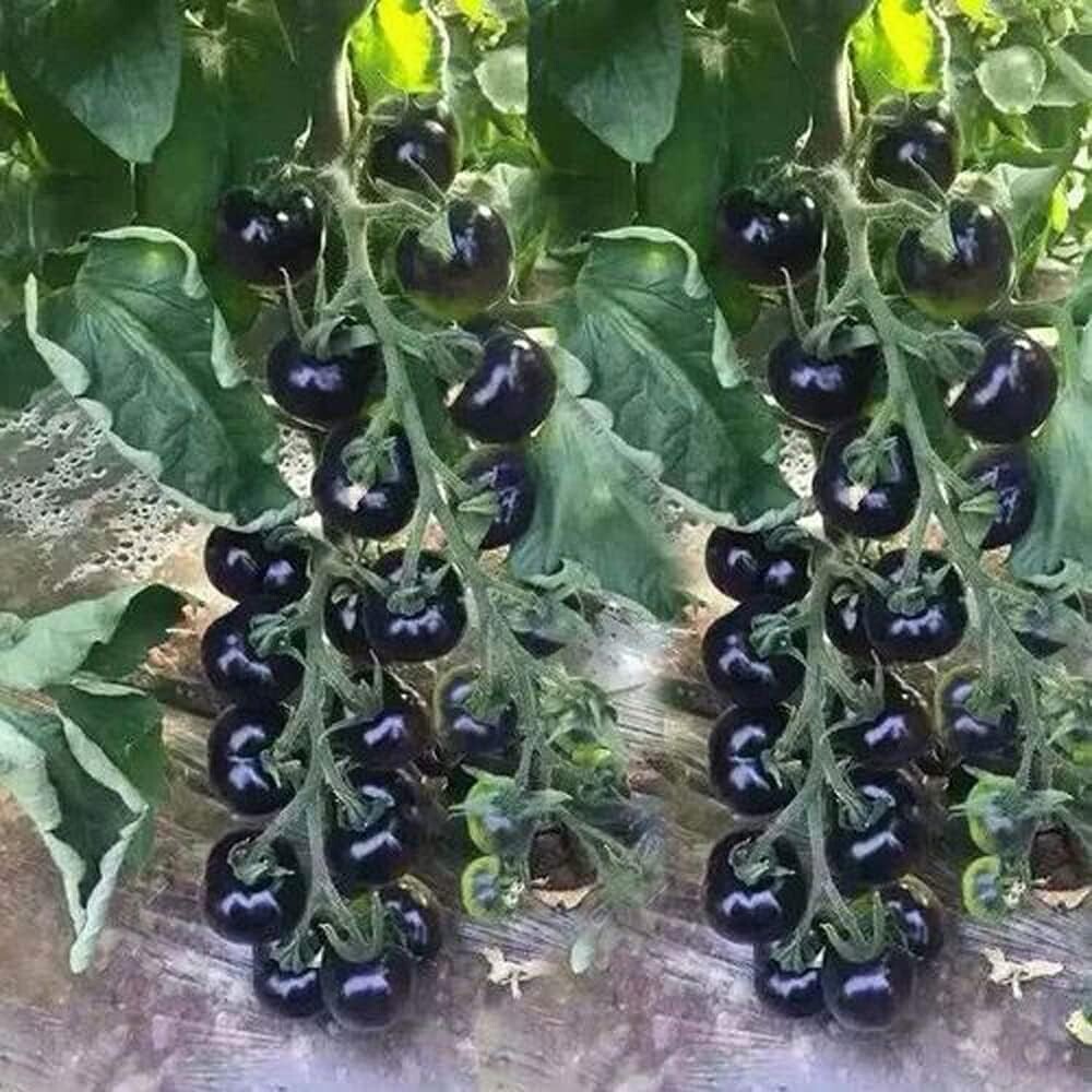 240+ EUROPEAN BLACK CHERRY TOMATO SEEDS – SWEET – HEIRLOOM -NON GMO – RARE