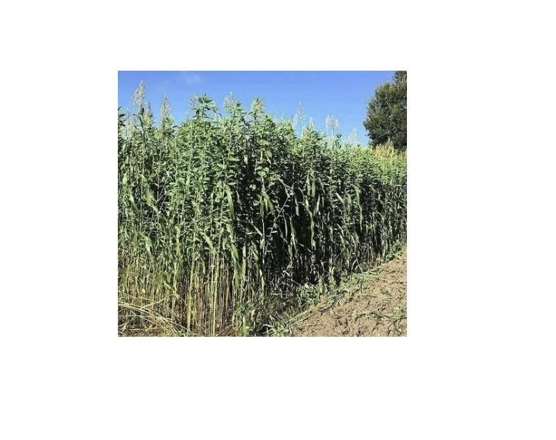 Egyptian Wheat Seed Food Plot Excellent for Quail Screening & Deer 5 Lbs. FD012