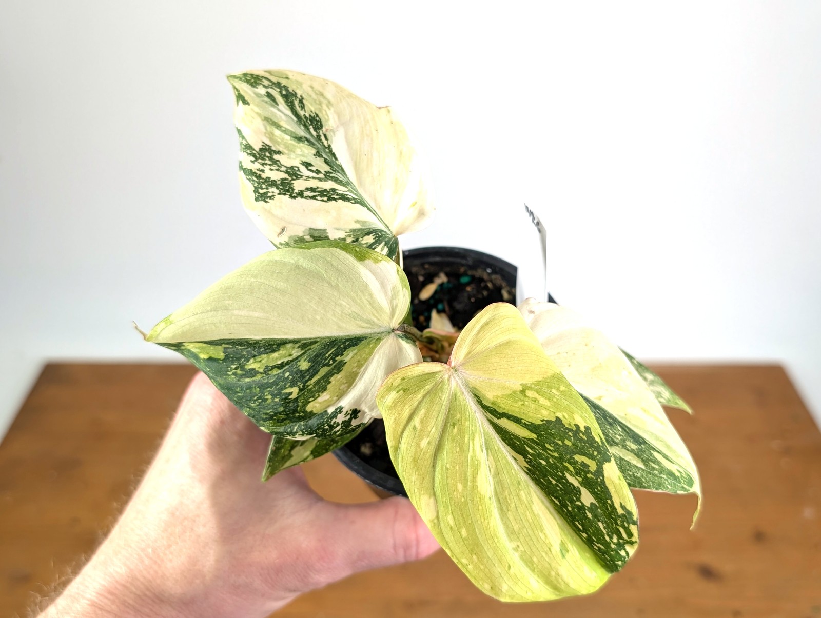 Philodendron Gloriosum Variegated (Type 2) – EXACT Plant #20E