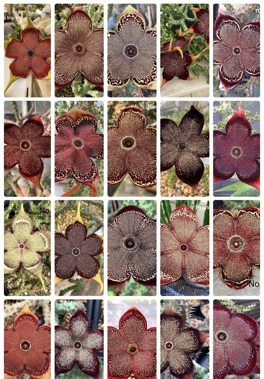 45 Seeds Edithcolea Grandis Persian Carpet Flower Rare Stapeliad Succulents