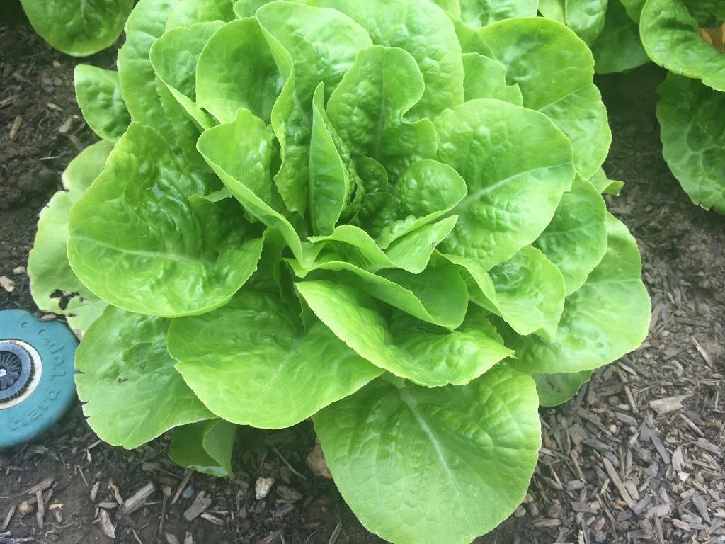 1000+ Buttercrunch Butterhead Lettuce Seeds — —- NON GMO —–FRESH
