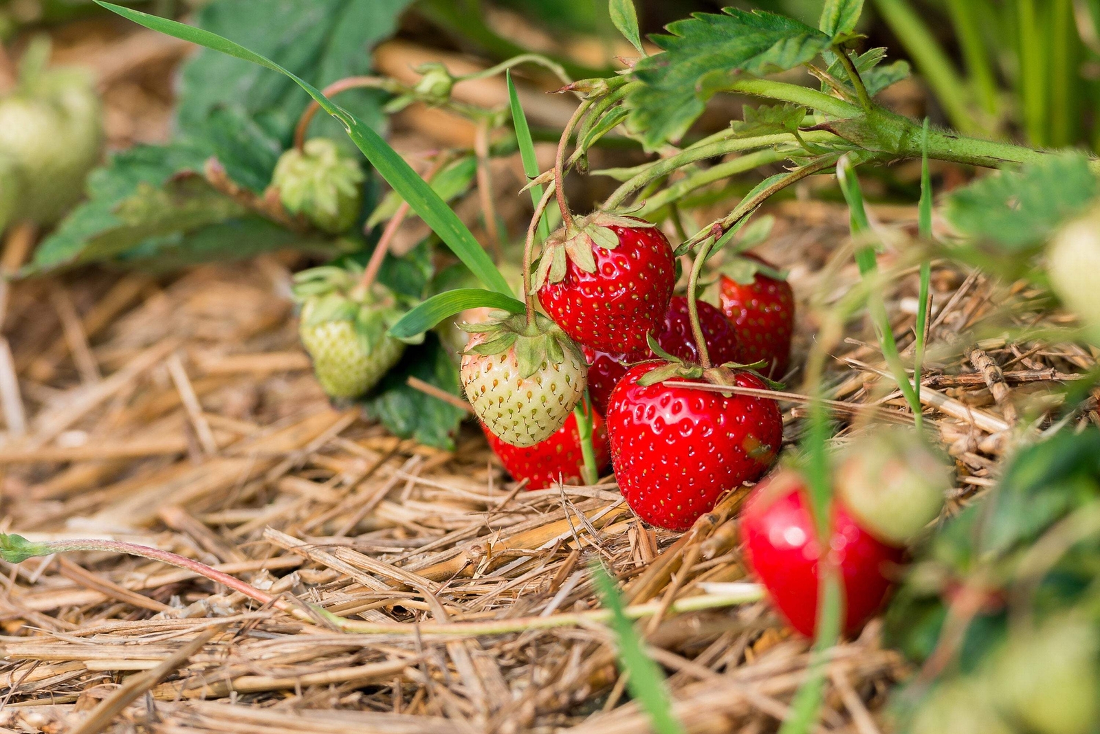 100 ALPINE STRAWBERRY Fragaria Vesca Red Fruit White Flower Seeds *Flat S/H