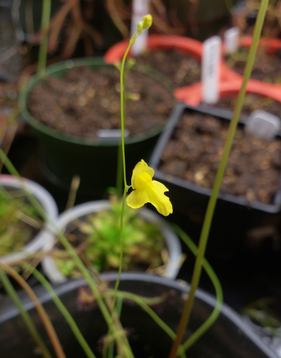 🔥 NEW! Carnivorous Plant Bog Companion Utricularia subulata Potted Live Plants!