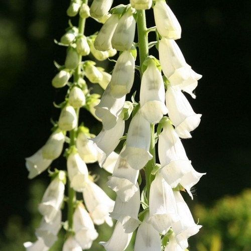 Alba Foxglove Seeds | 100 – 2,000 Seeds | Non-GMO | Free Shipping | 1244