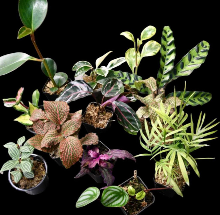 Pet Friendly Houseplant Bundle