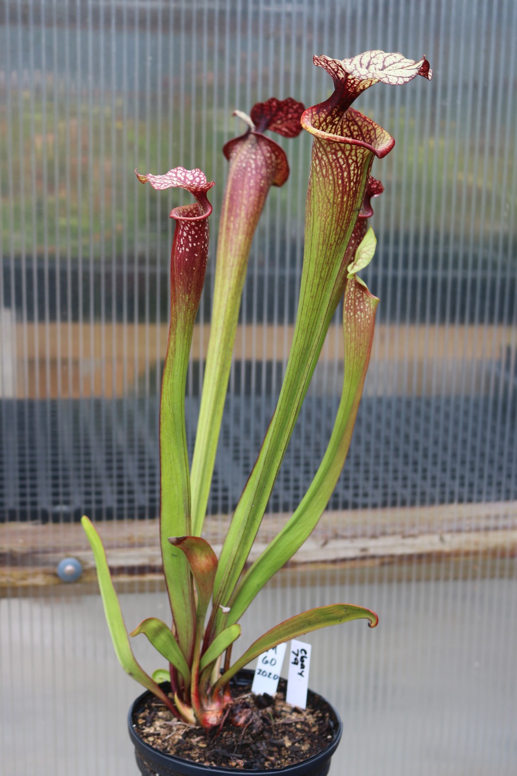 Sarracenia Esme Cowlard x (leucophylla PL x cuprea) OP Gallon Exact Plant