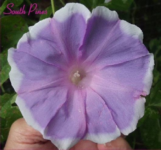 Fuji Musume Japanese Morning Glory – ipomoea NIL – 6 seeds – Wisteria Girl