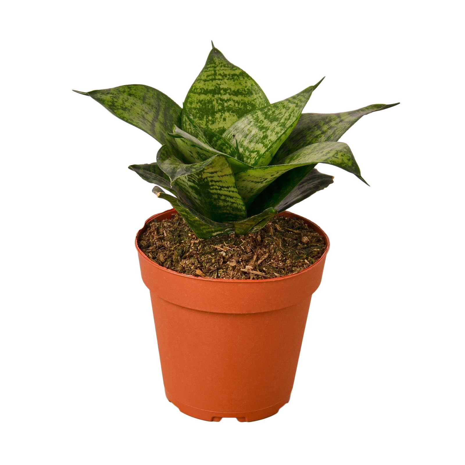 Snake Plant Black Robusta • Sansevieria • Dark Green Almost Black Leaves