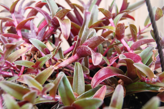 Cyanotis Obtusa Trimen – Purple & Green Wandering Jewel Tradescantia Companion