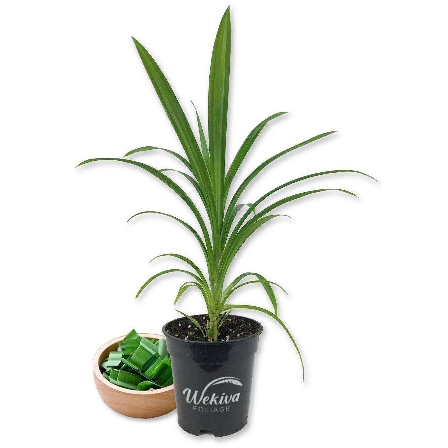 Pandan Plant – Live Plants in 4 Inch Pots – Pandanus Amaryllifolius
