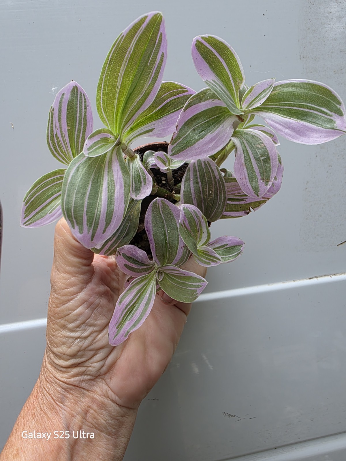 Wandering Jew Pink Tradescantia Nanouk Bubblegum Plants Rooted in 2″ Nursery Pot