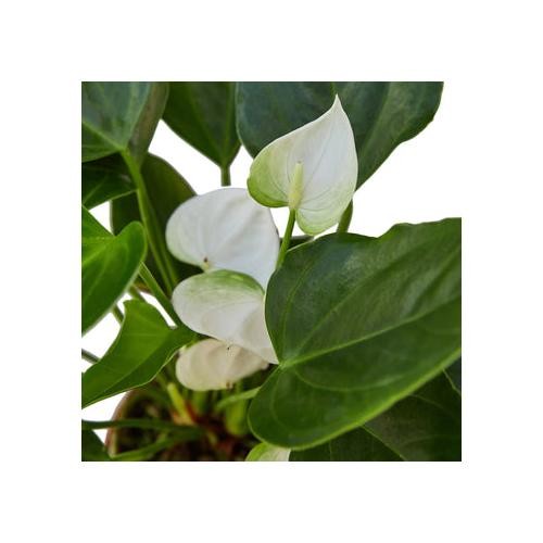 Anthurium White • Flamingo Flower • Glossy White Spathes • 6″ Pot