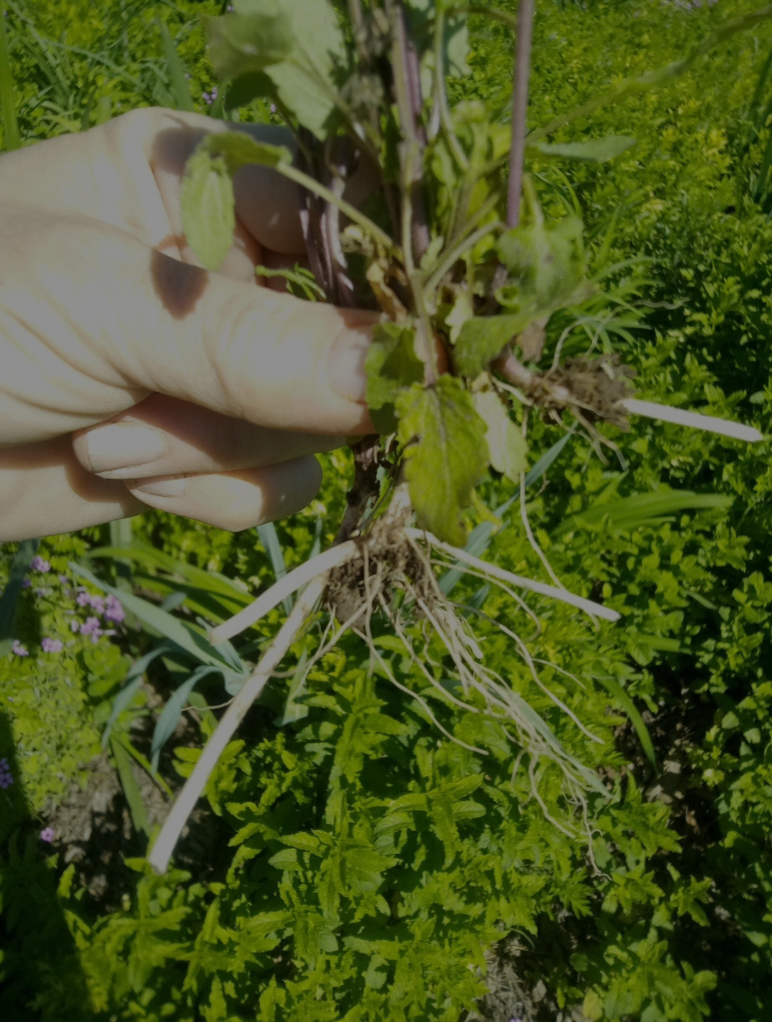 10 Florida Betony (Stachys floridana) Root Tubers- Freshly Dug & Ready To Plant