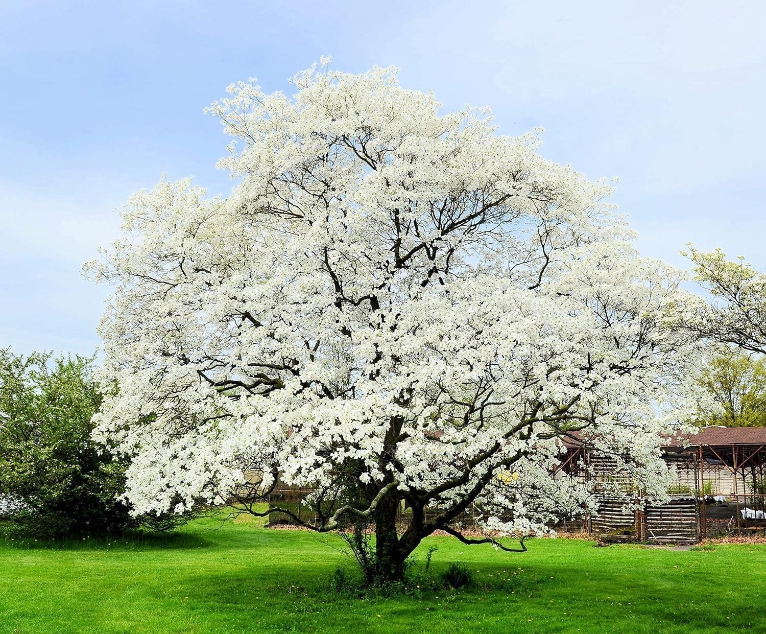 5 White Flowering Dogwood Tree Seedling for Planting Live Tree Seedling No To CA