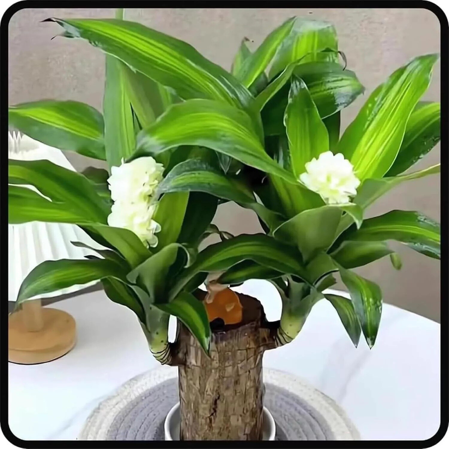 Brazilian Wood Plant Water Raise Mini Brazil Lucky Wood Potted Tree Indoor Decor