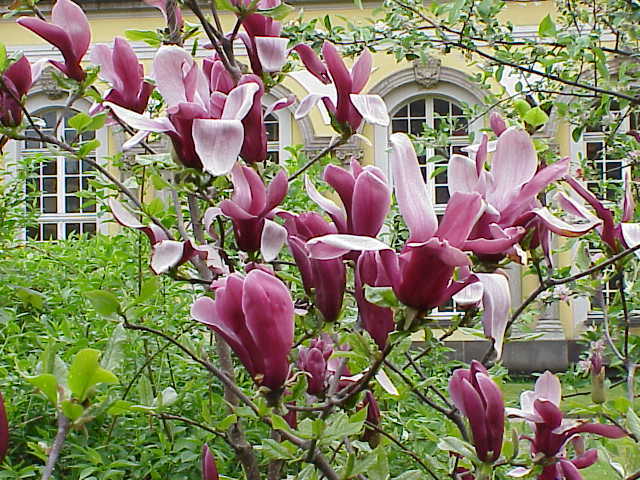 Magnolia Liliiflora Shrub Bush Seeds, Mulan Tulip Lily Flower Magnolia, USA