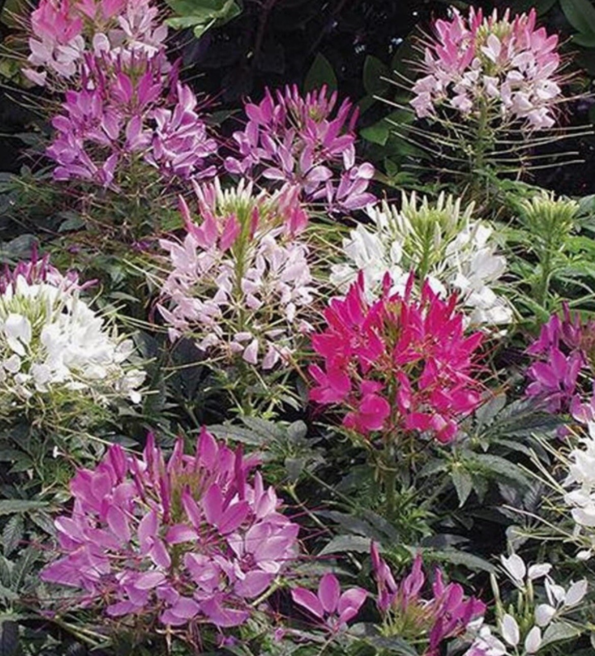 200+ SEEDS CLEOME Hassleriana MIXED COLORS Spider Plant FALL PLANTING