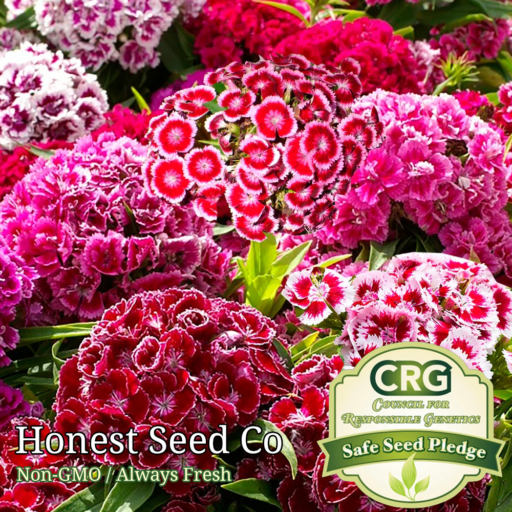 Sweet William Dianthus (Indian Carpet Dwarf) Mix Color Flower Seeds | Ships Free