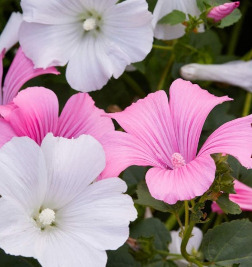 150+ Tree Mallow Seeds **Fresh Seeds** ~~Free Shipping~~
