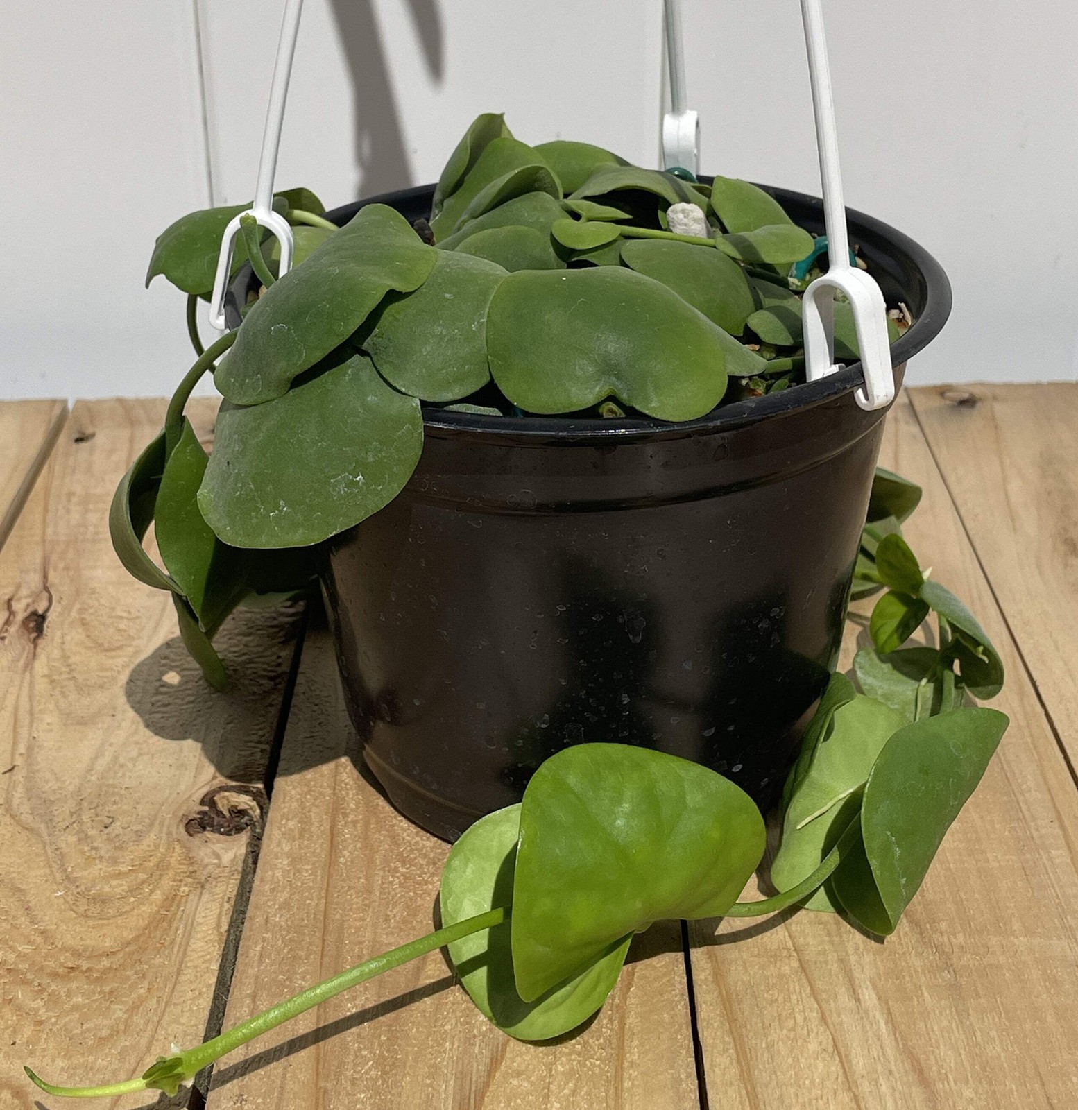 Dischidia Platyphylla – Grown In 6” Hanging Pot – Super Healthy!