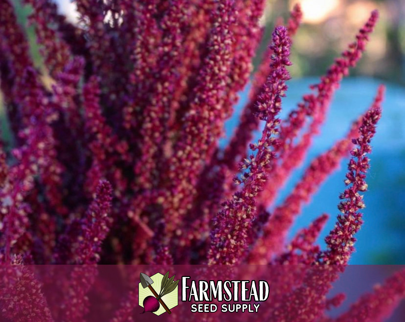 5,000+ Amaranth Seeds [Red Garnet] Gardening Seed Packet, Heirloom, Non-GMO