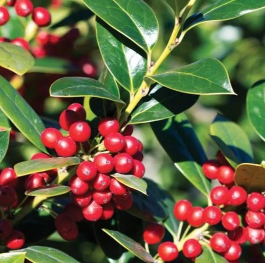 Needlepoint Holly Live Evergreen Shrub Plant – 6″ Tall – 3″ Pot – Ilex Cornuta