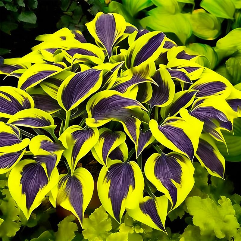 330+ Mixed Color Hosta Seeds for Planting – Shade-Tolerant Perennials
