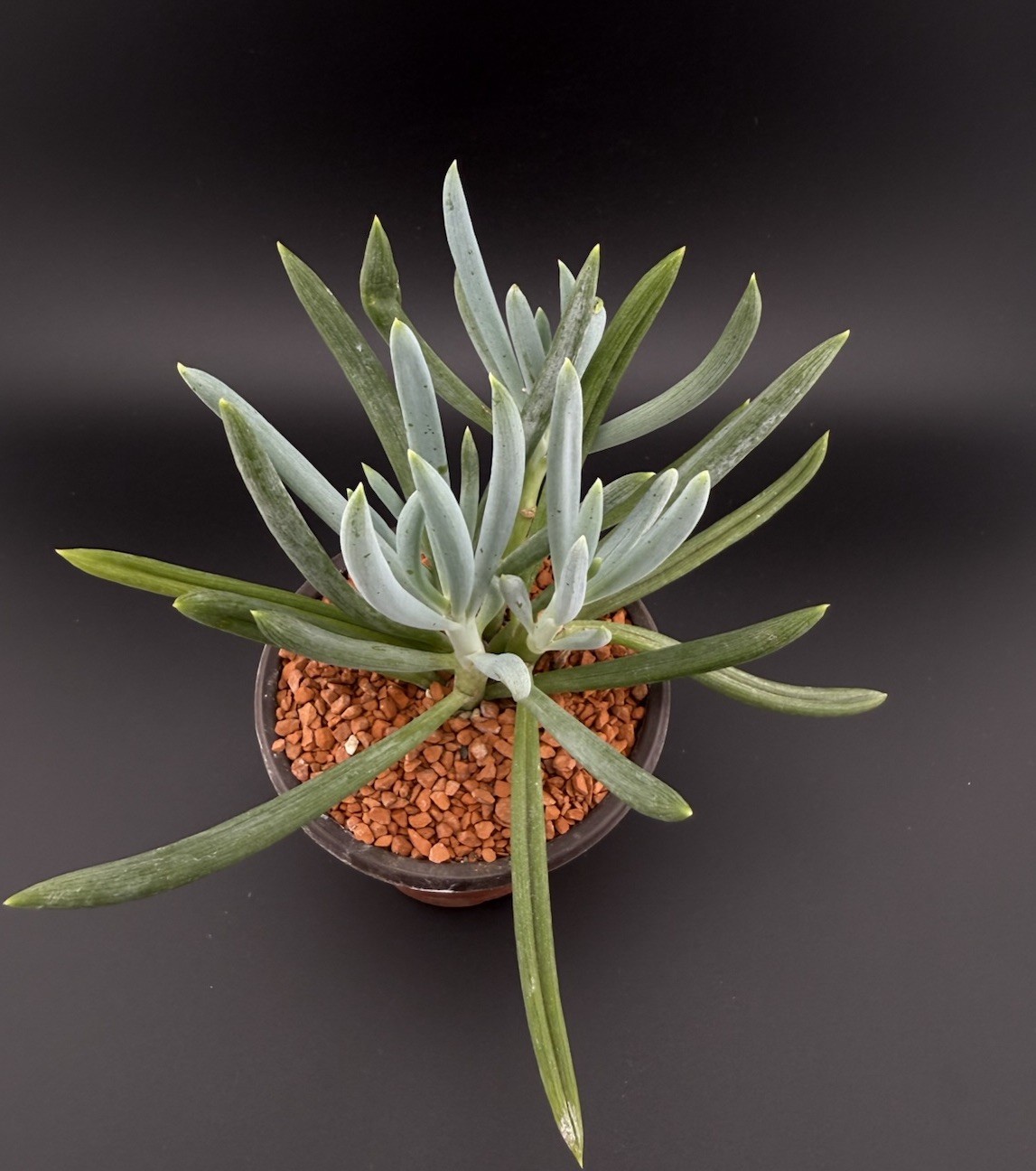 Blue Chalk Sticks ‘Senecio mandraliscae’ Live Succulent With Roots FREE SHIPPING
