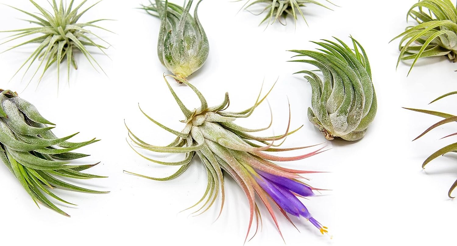 12 Pack Ionantha Air Plants-Wholesale Bulk, Tillandsia, Easy Care Indoor/Outdoor