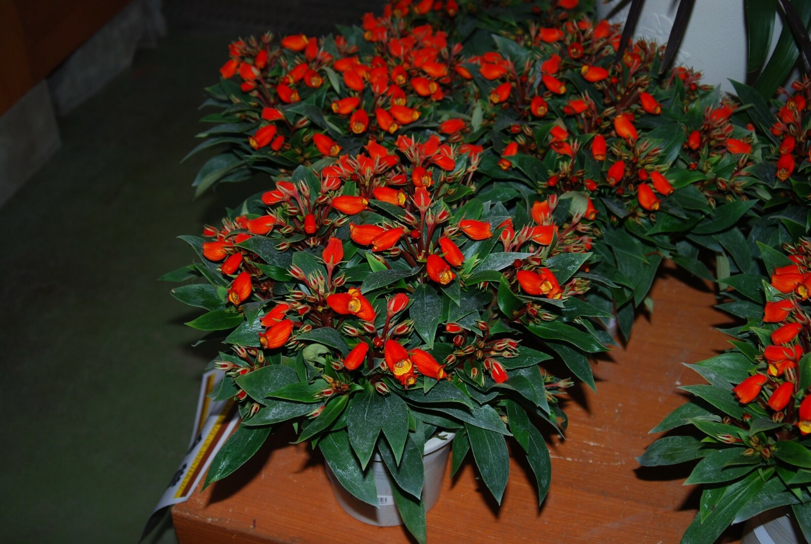 **BOLIVIAN SUNSET**Gloxinia Sylvatica Plant**ATTRACTS HUMMINGBIRDS & BUTTERFLIES